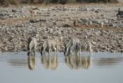 Namibia - Zebras am Wasserloch von Okaukuejo