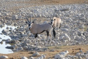Namibia - Oryx-Antilopen am Wasserloch von Okaukuejo
