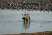 Namibia - Oryx-Antilope am Wasserloch von Okaukuejo