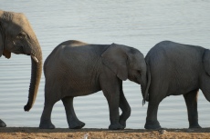 Namibia - Elefanten am Wasserloch von Okaukuejo