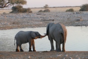 Namibia - Elefanten am Wasserloch von Okaukuejo