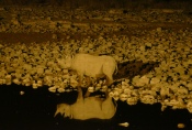 Namibia - Nashörner am beleuchteten Wasserloch von Okaukuejo