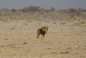 Namibia - Löwe im Etosha-Nationalpark