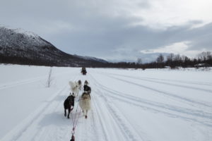 Read more about the article Lapplands Drag – Husky Expedition: Rückweg aus dem Gebirge