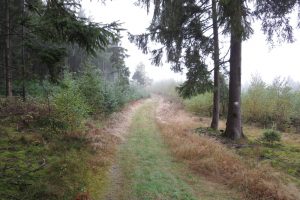 Read more about the article Naturpark Lahn-Dill-Bergland – Boxbachpfad